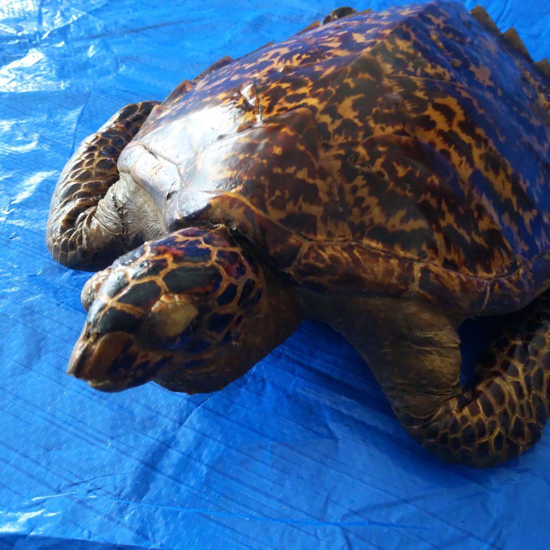 ④うみがめ〚タイマイ〛の剥製　 　壁掛けフックつき