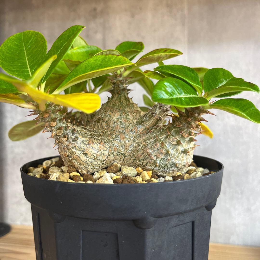 8パキポディウムウィンゾリー 国内実生6年株