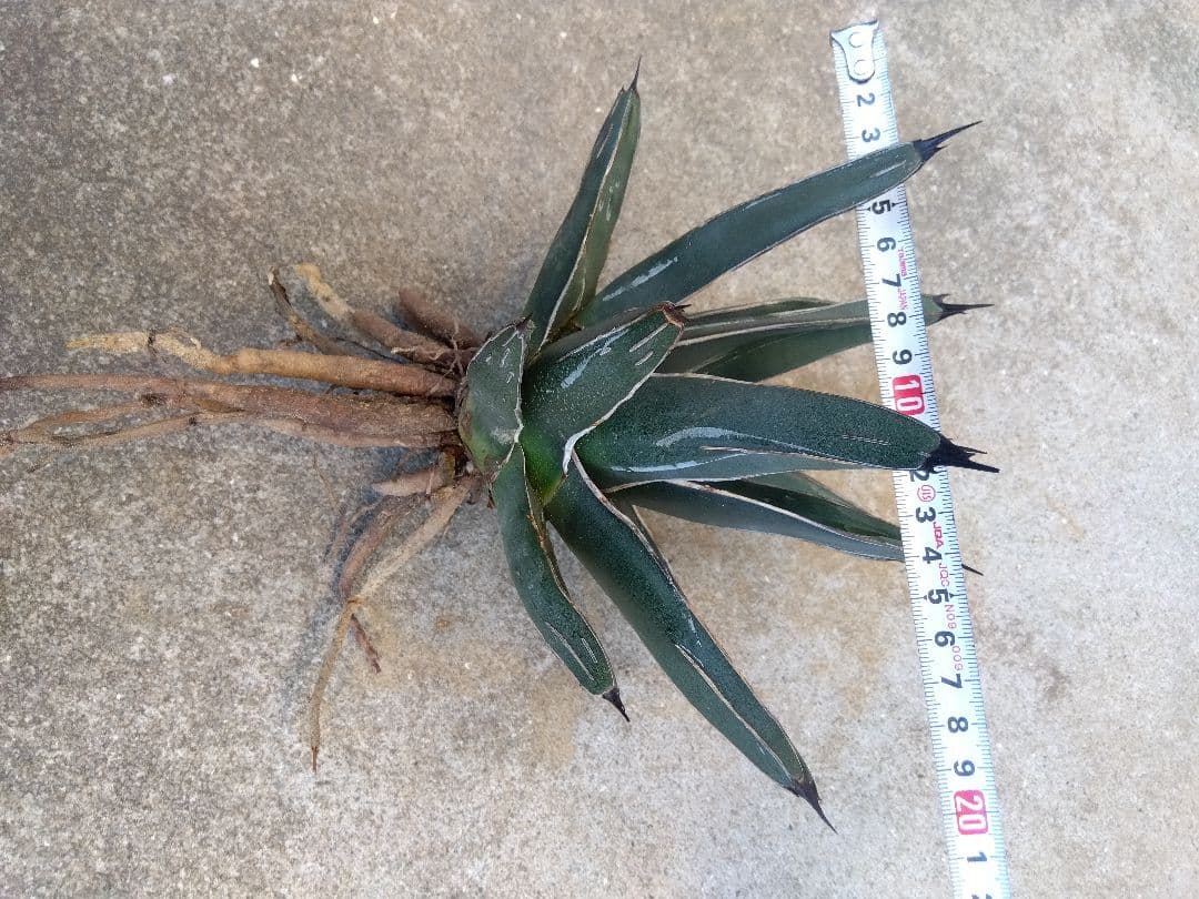 アガベ　笹吹雪　ニッケルシー　20センチ❗子株つき❗