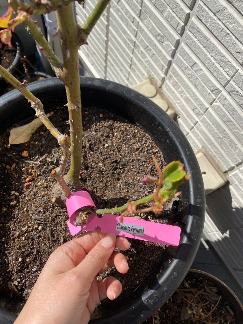 高級な和花　接木　3GLの鉢