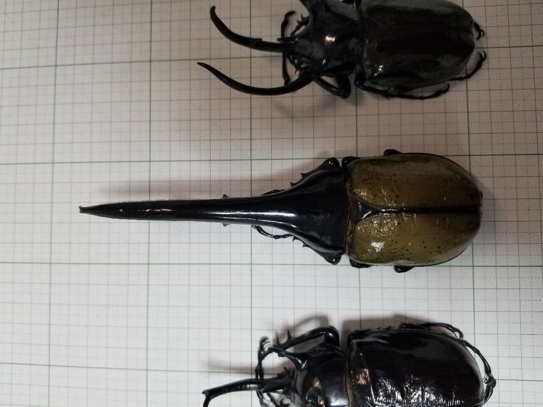 標本　ヘラクレス・ヘラクレス　大型169.3㎜