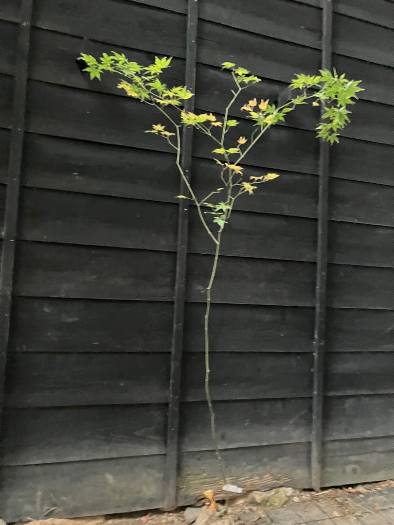 4 山採り　ヤマモミジ