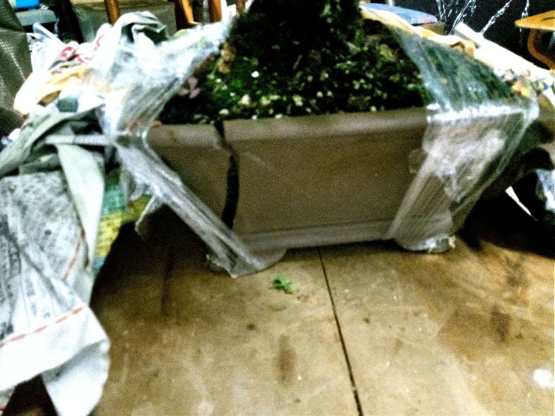 【中品　五葉松盆栽】　　　　⭕樹齢 55年 葉性抜群❗