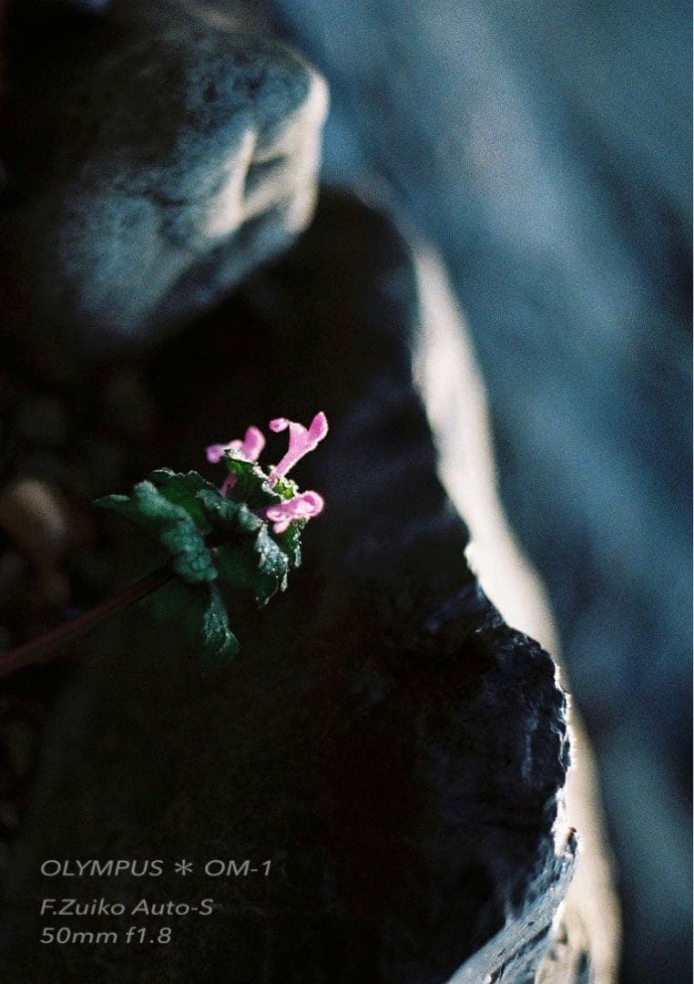 ギブリ！完動品＊初期保証！★オリンパスOM-1★フィルム入門に★作例多数