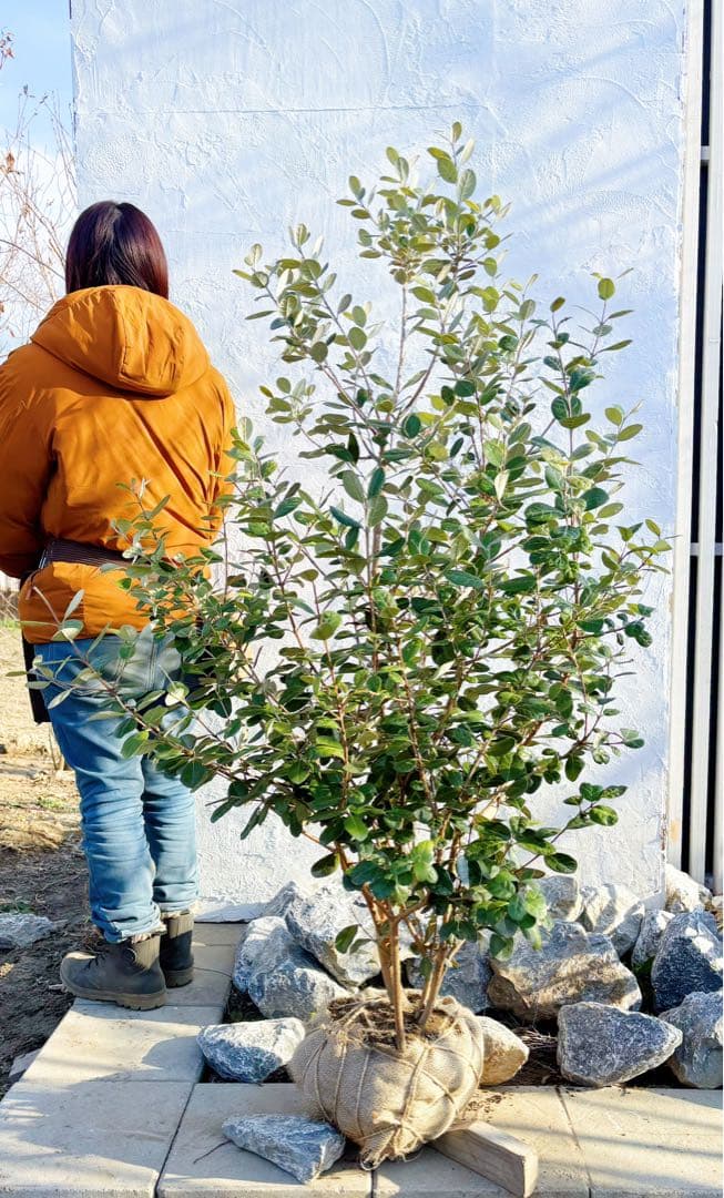 超逸品。フェイジョア株立ち1.5M(鉢底から)品番A