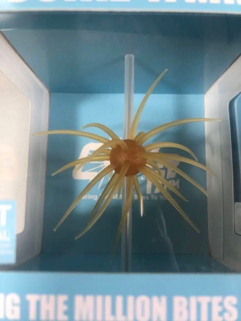 ハイドアップ　コイケ17mm ６個セット（箱のまま発送）