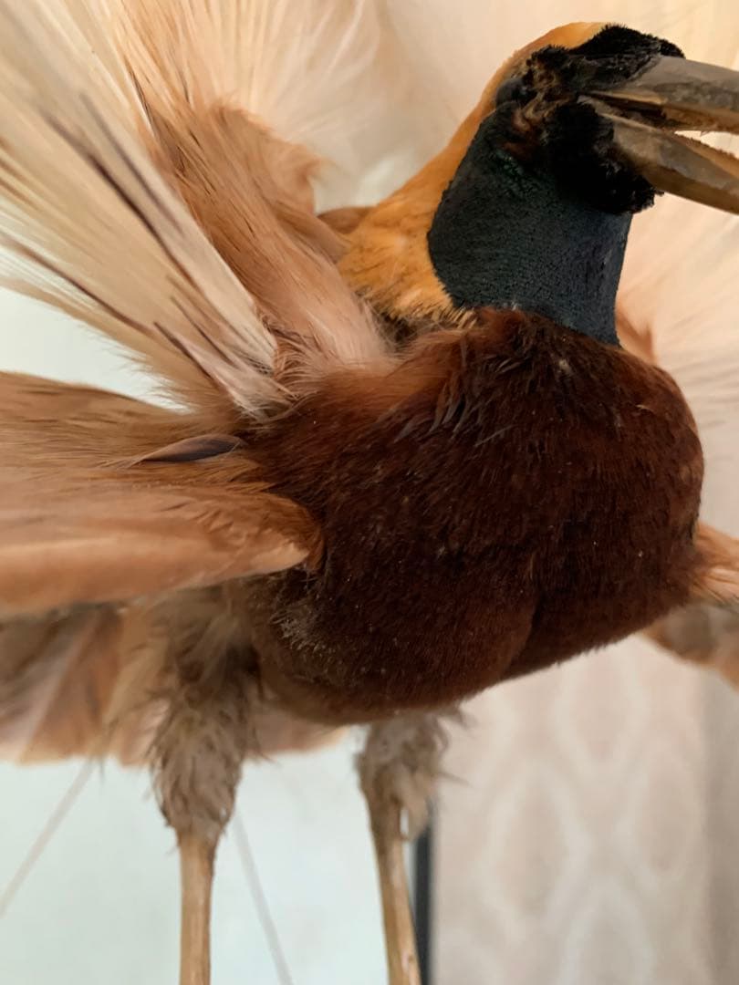 風鳥 極楽鳥 剥製 インテリア アンティーク レトロ ヴィンテージ アート