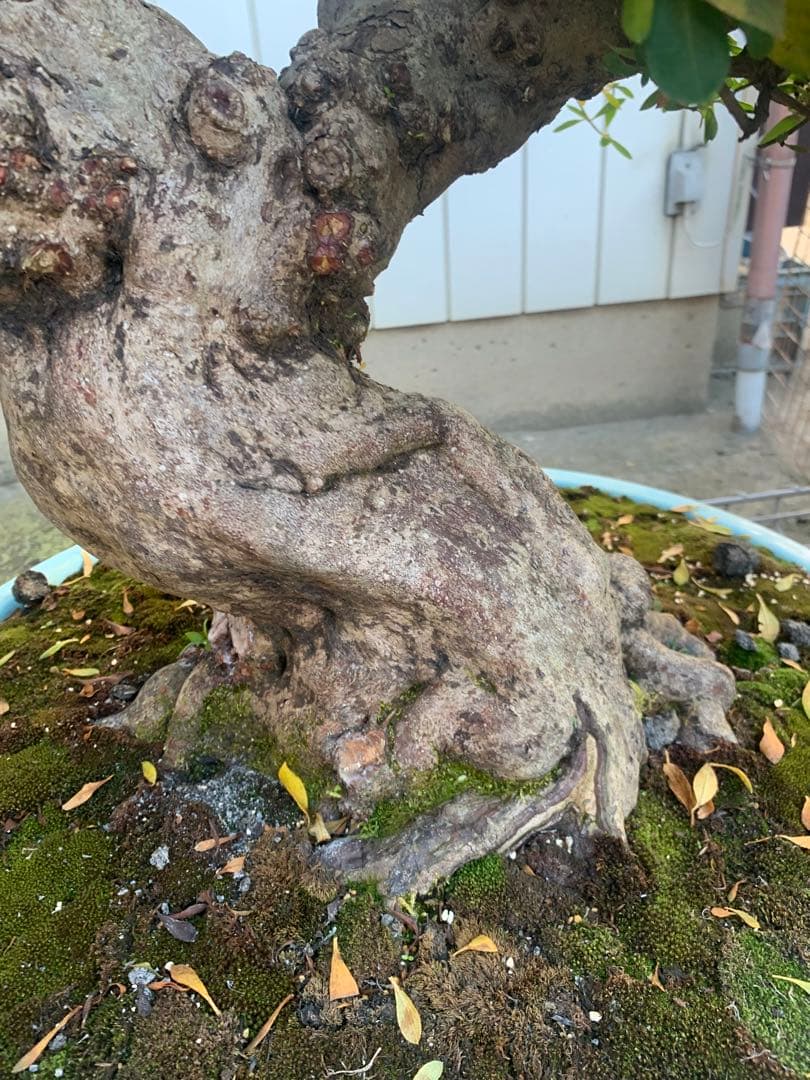 皐月盆栽　サツキ　ツチジ