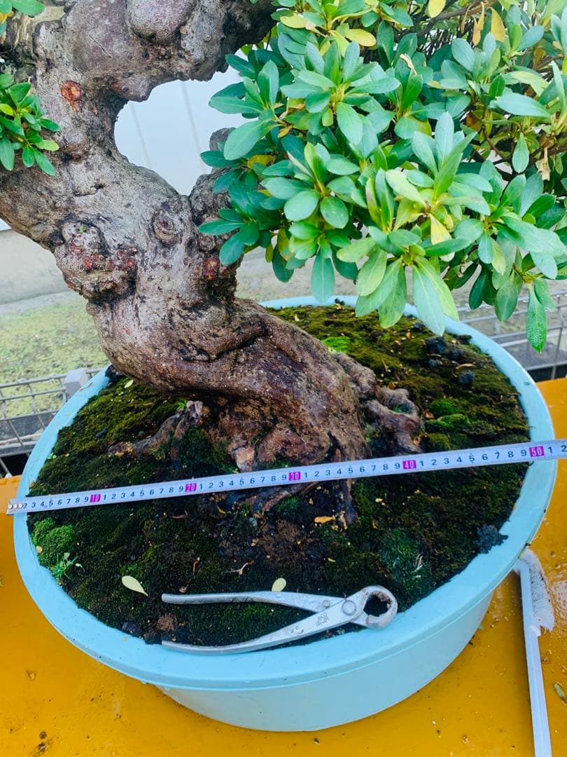 皐月盆栽　サツキ　ツチジ