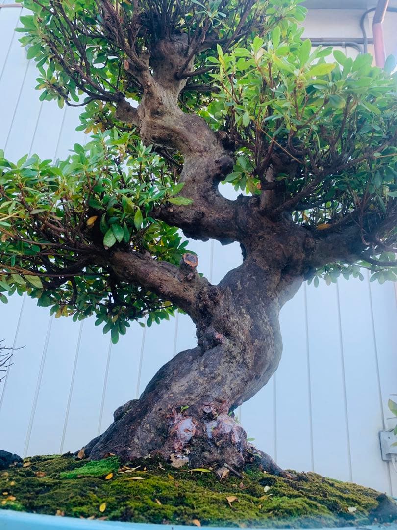 皐月盆栽　サツキ　ツチジ