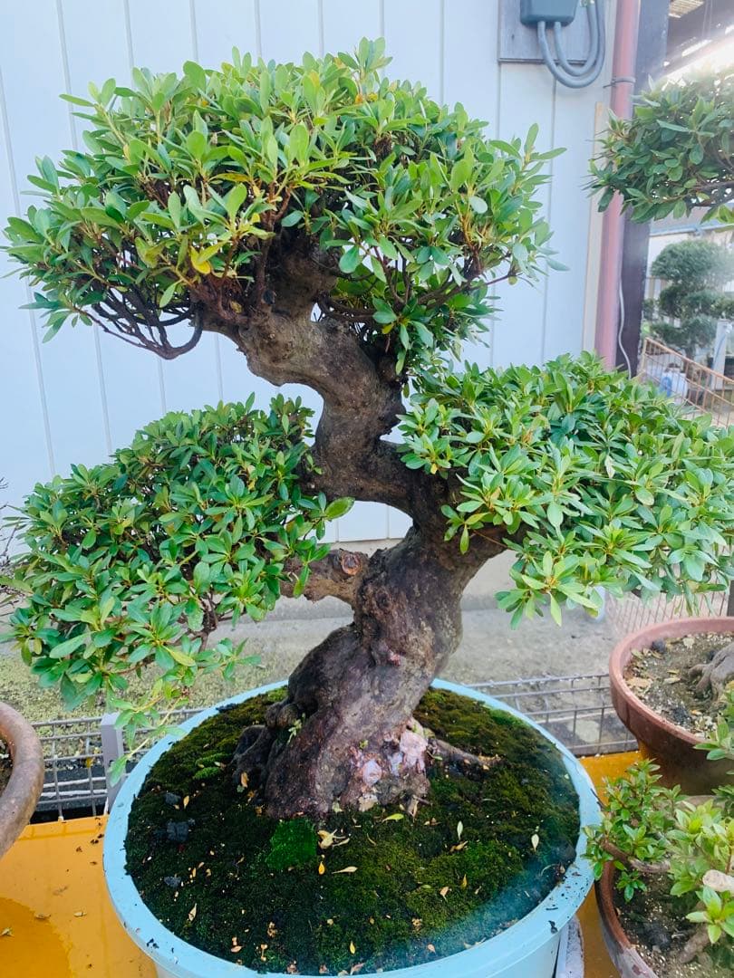 皐月盆栽　サツキ　ツチジ