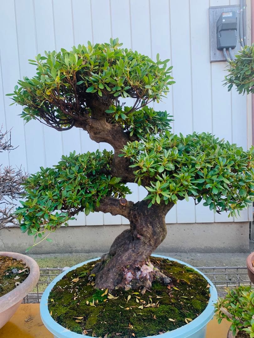 皐月盆栽　サツキ　ツチジ