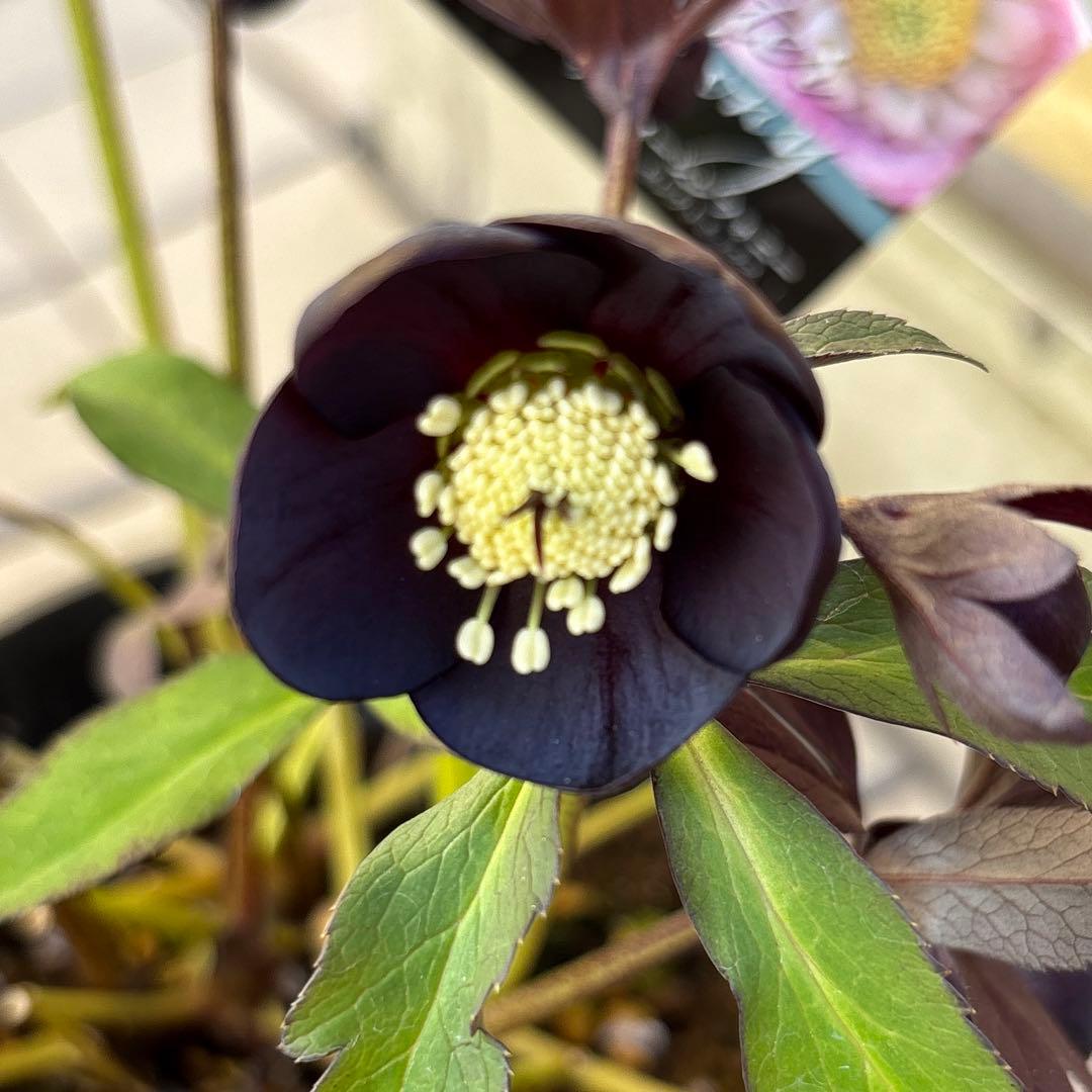 まい様ご購入品　クリスマスローズ　広瀬園芸　写楽　計2点　現品　匿名発送