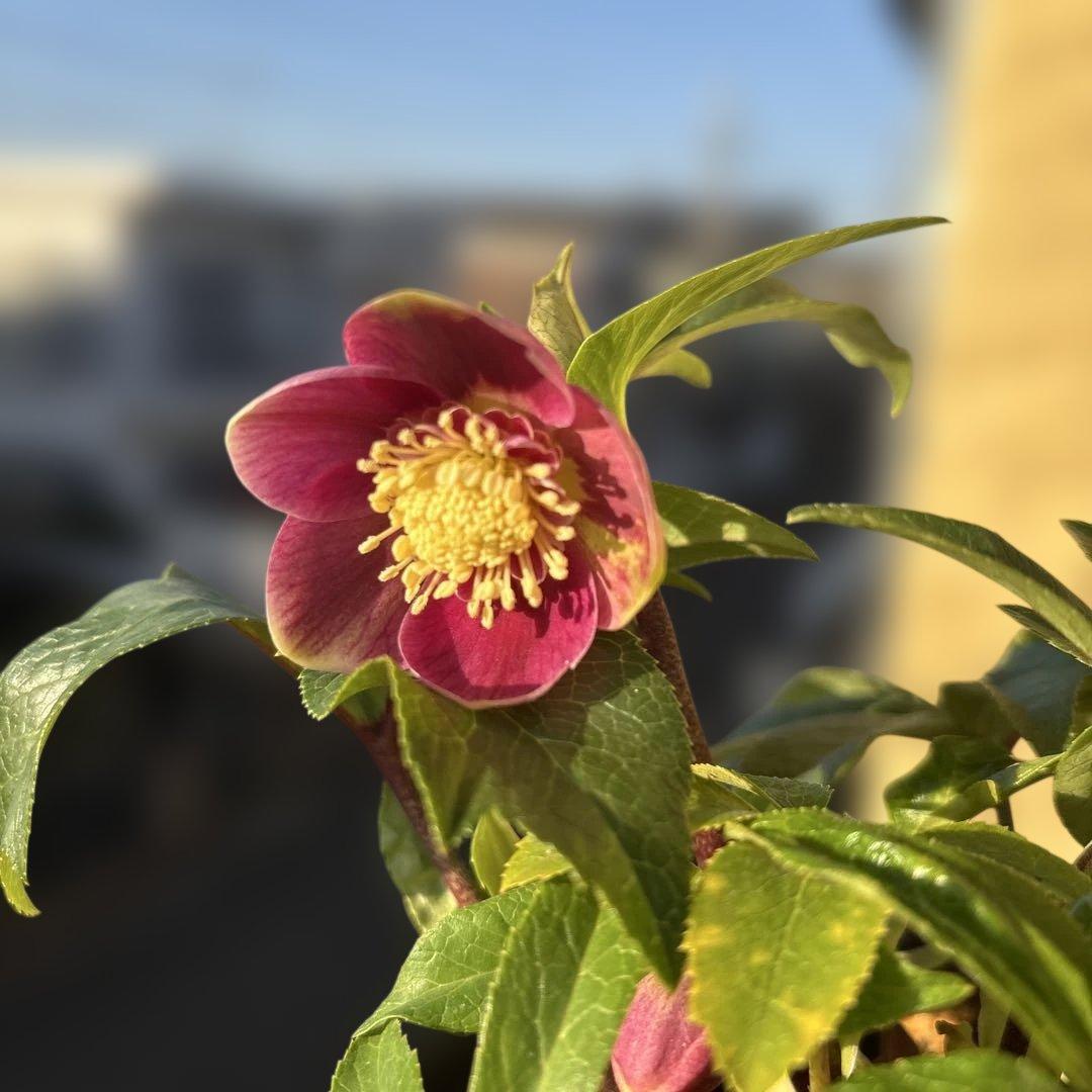 まい様ご購入品　クリスマスローズ　広瀬園芸　写楽　計2点　現品　匿名発送