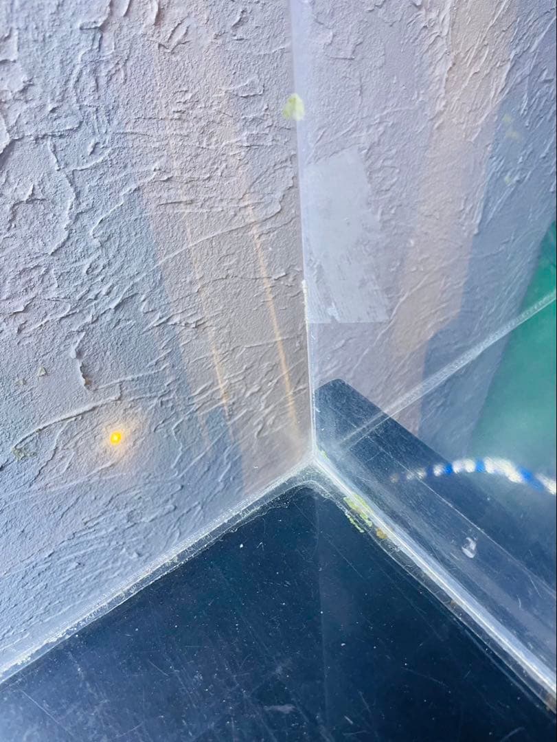 コイ　120cm マーフィード　ウッドキャビ