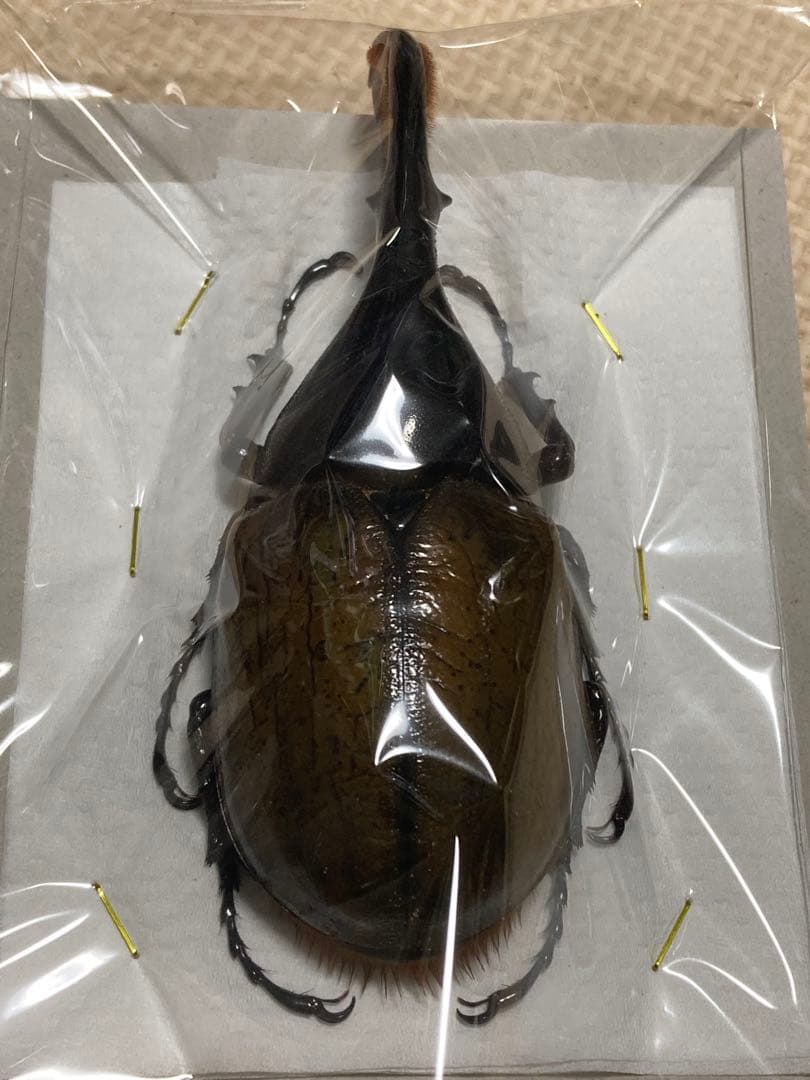 標本　ヘラクレスリッキー