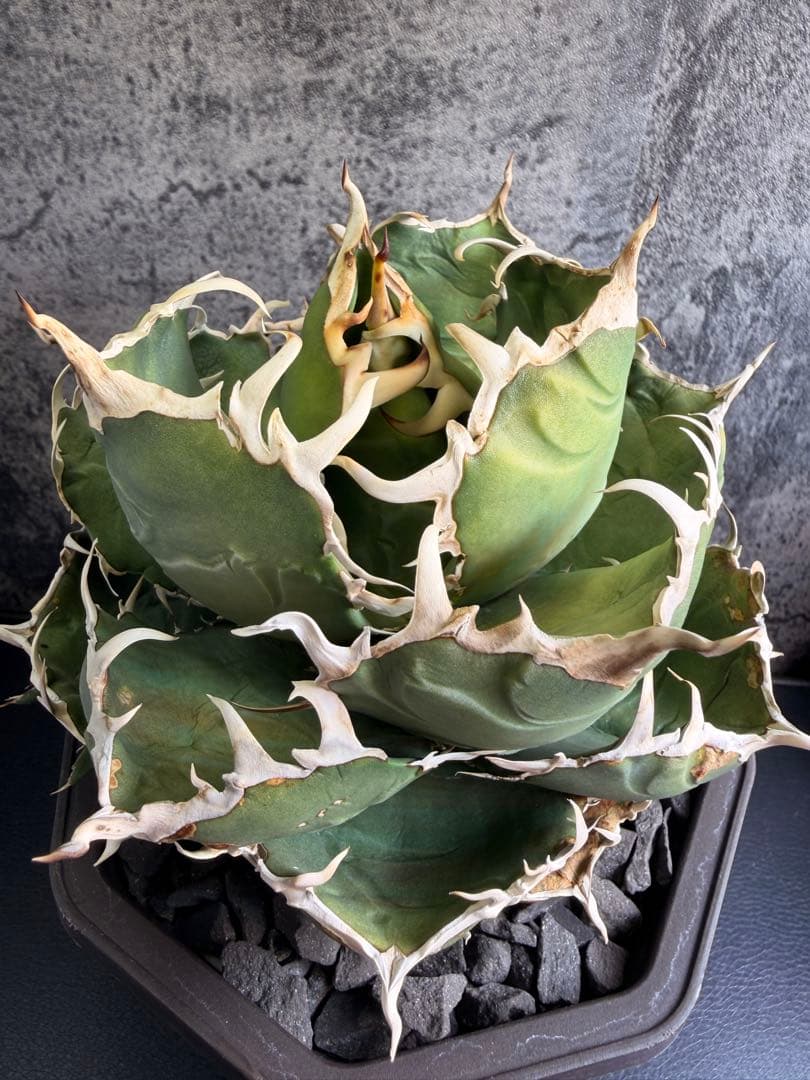 アガベ チタノタ 白鯨+黒鯨子株