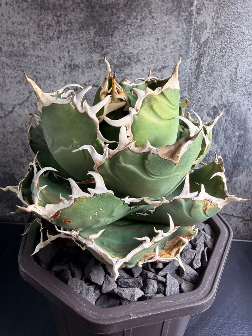 アガベ チタノタ 白鯨+黒鯨子株