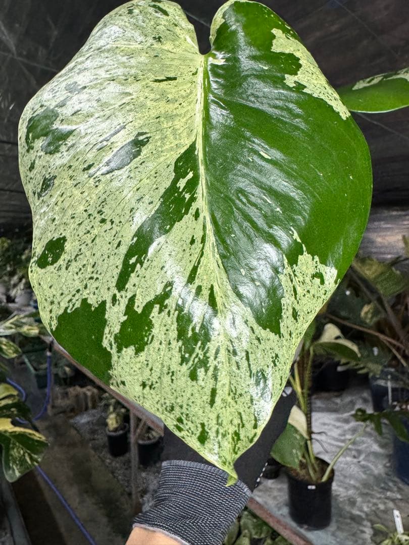 X4 モンステラ　デリシオーサ　ベトシオーサ　セレクトエディション斑入り