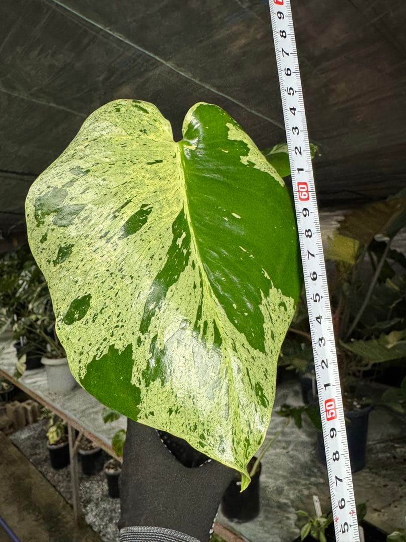 X4 モンステラ　デリシオーサ　ベトシオーサ　セレクトエディション斑入り