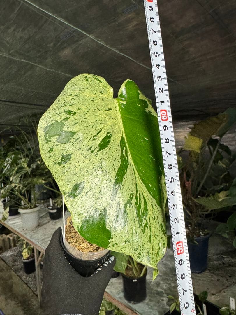 X4 モンステラ　デリシオーサ　ベトシオーサ　セレクトエディション斑入り