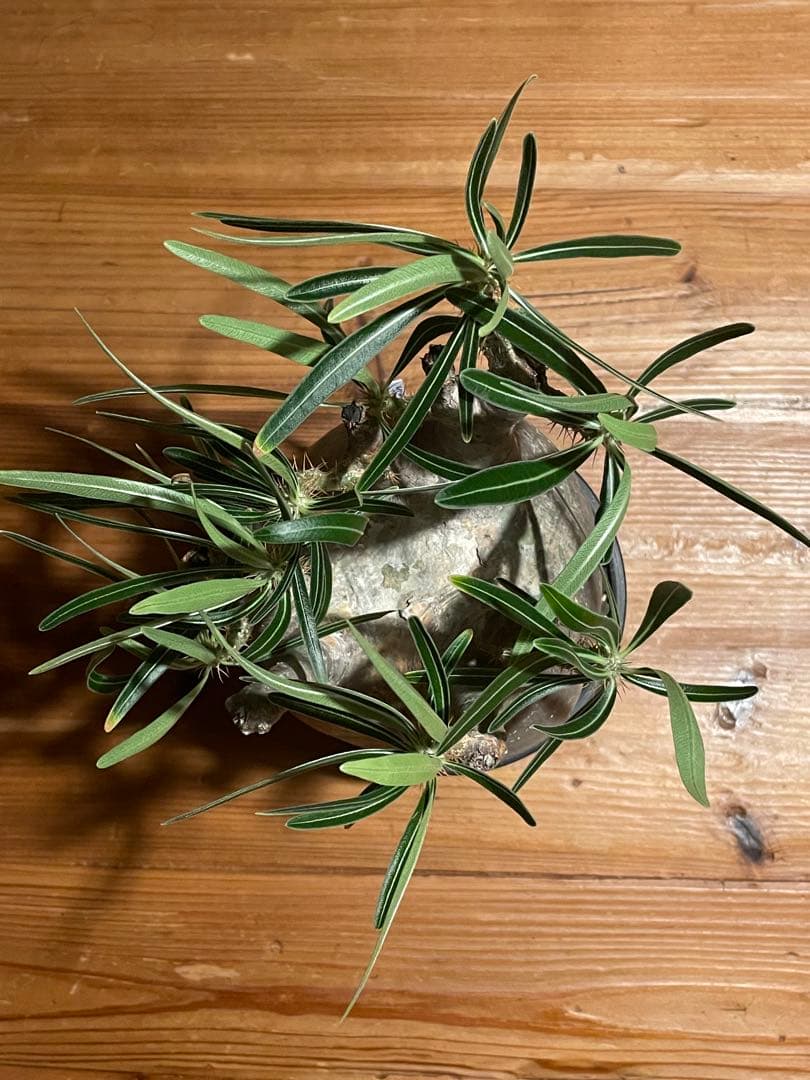 【現地／発根済】パキポディウム　グラキリス（塊根植物）ODDROOTS管理株