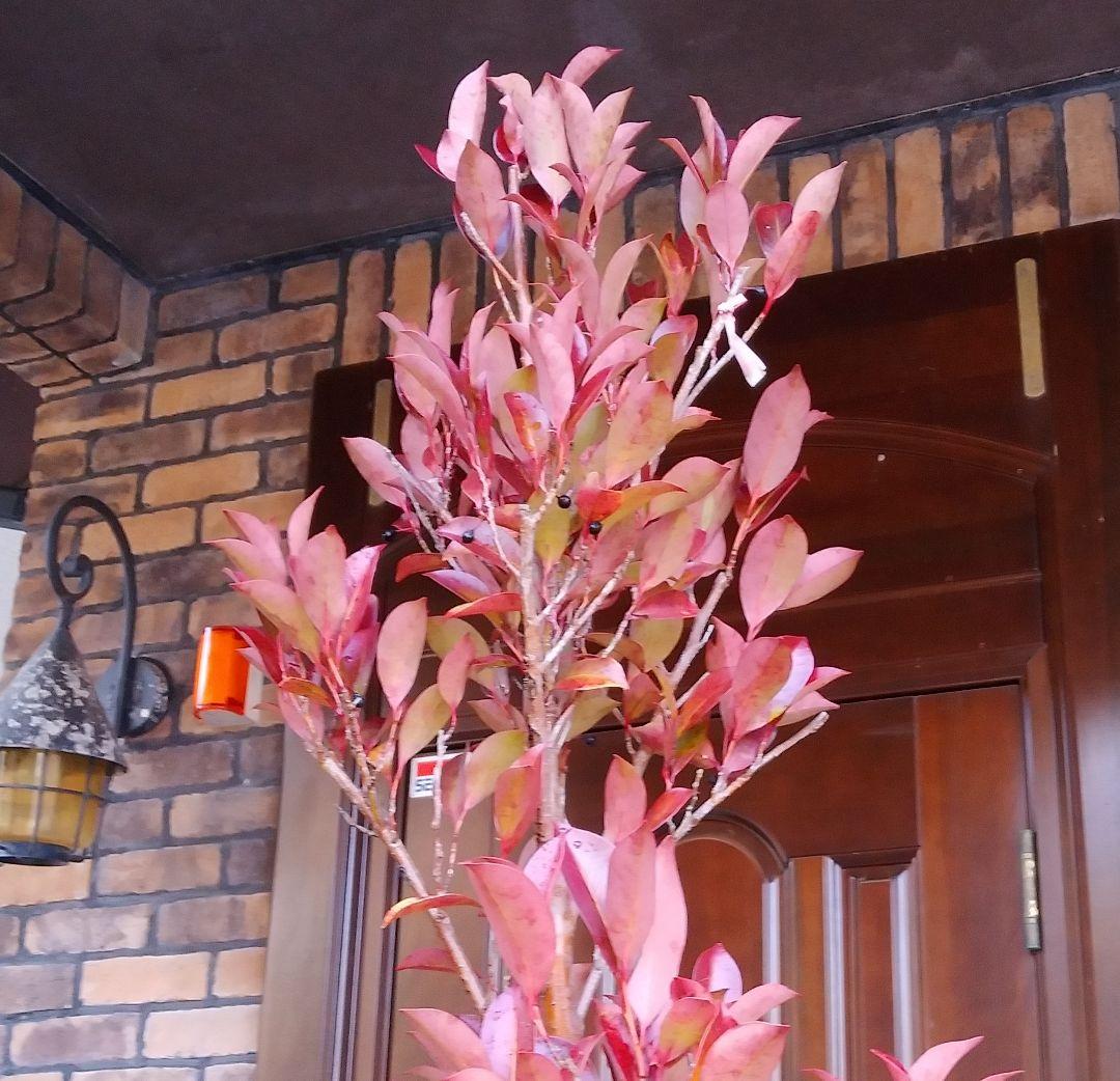 サカキ苗木 本榊 稀少 紅葉サカキ 大型190㎝ 10号 綺麗な葉色 庭木 鉢植
