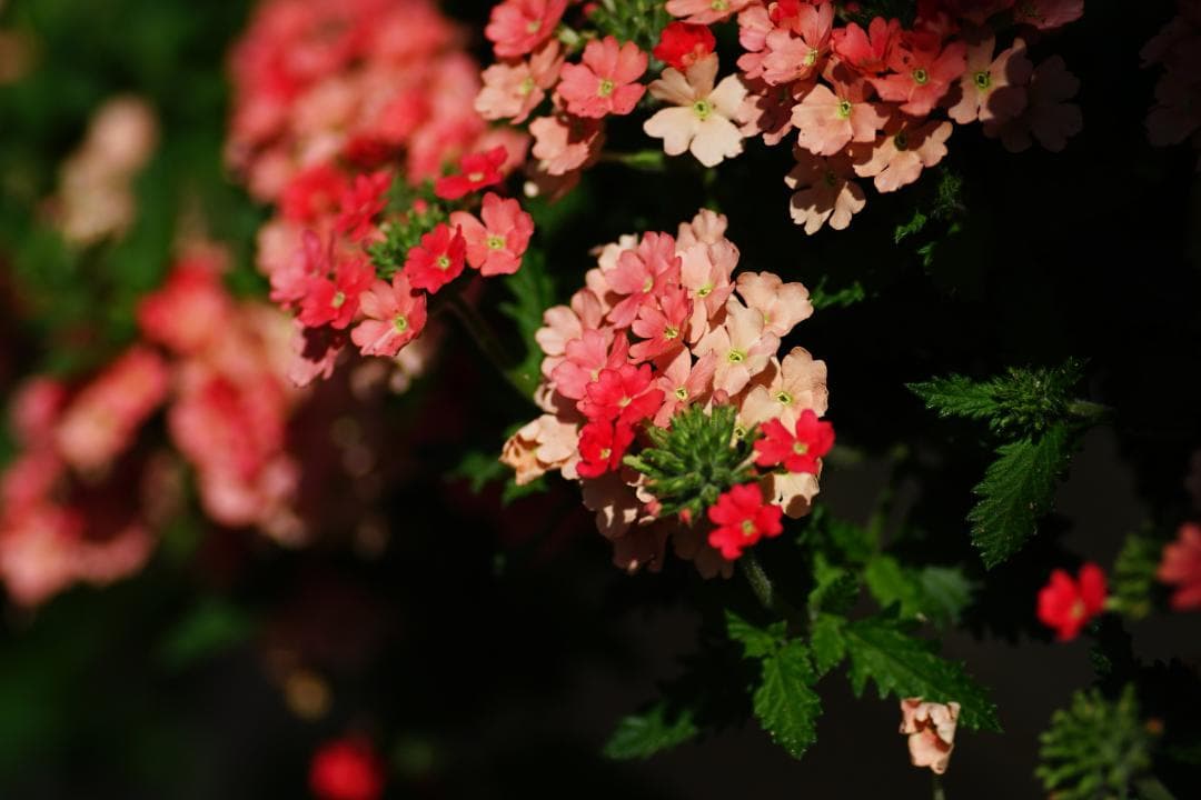 [美品/作例] TAMRON SP 90mm f2.8 Di マクロ 272E