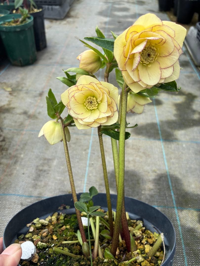 クリスマスローズ　クリーム色ピコティ　６寸