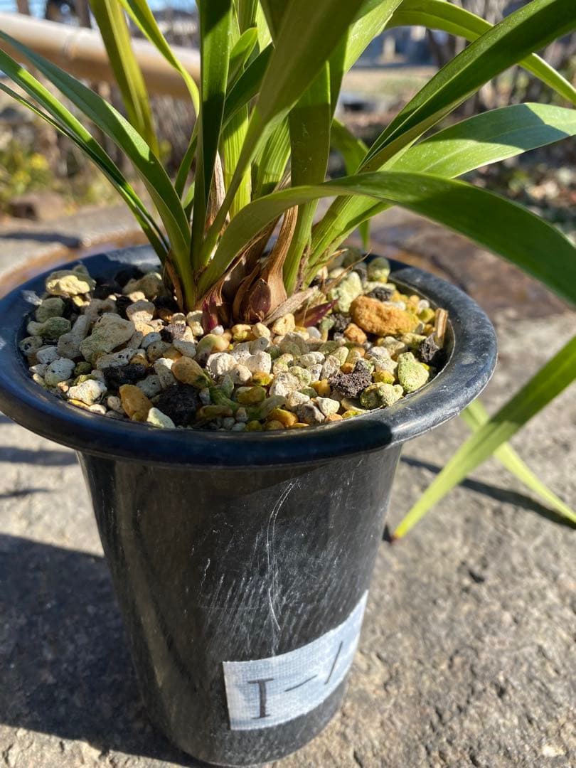 花芽付きキンリョウヘン2鉢 日本蜜蜂の蜜蝋サービス