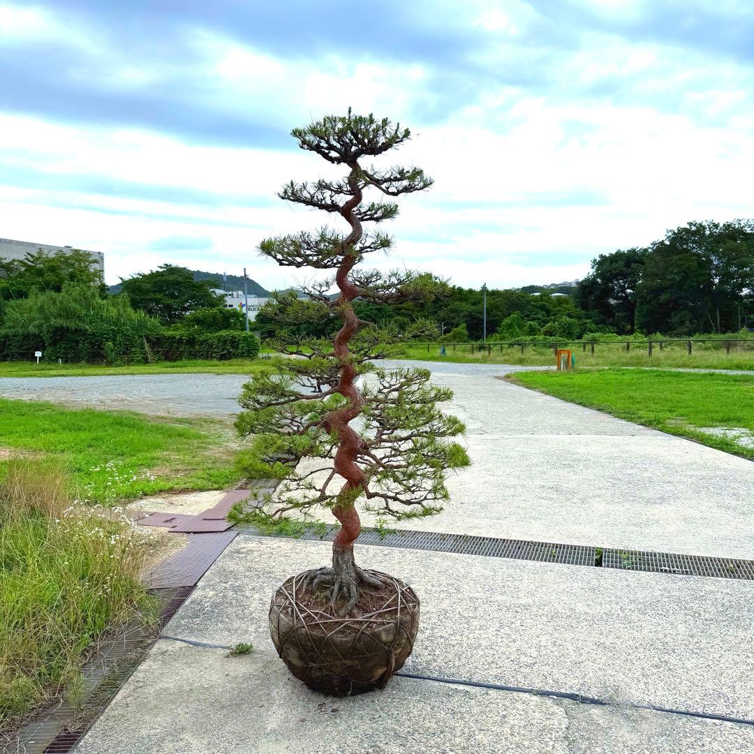 赤松『全長235cm』　引き取り限定。配達も可能。配達の場合、植込み無料