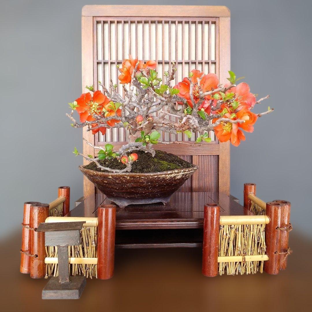 ボケ 盆栽(朱色 、八重咲)