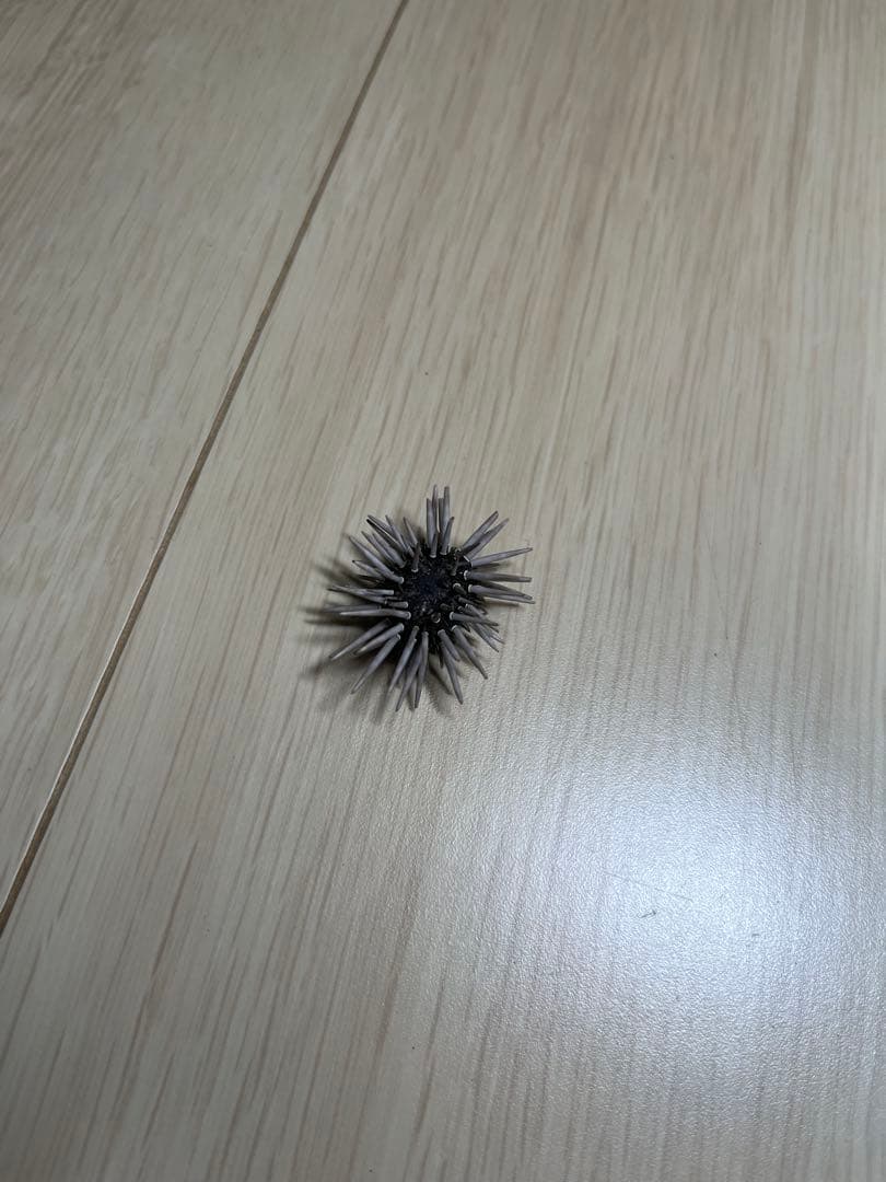 ナガウニモドキ 有棘標本