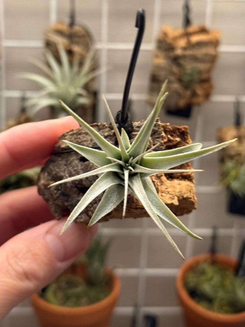 モ*オ様 Tillandsia gardneri var. rupicola