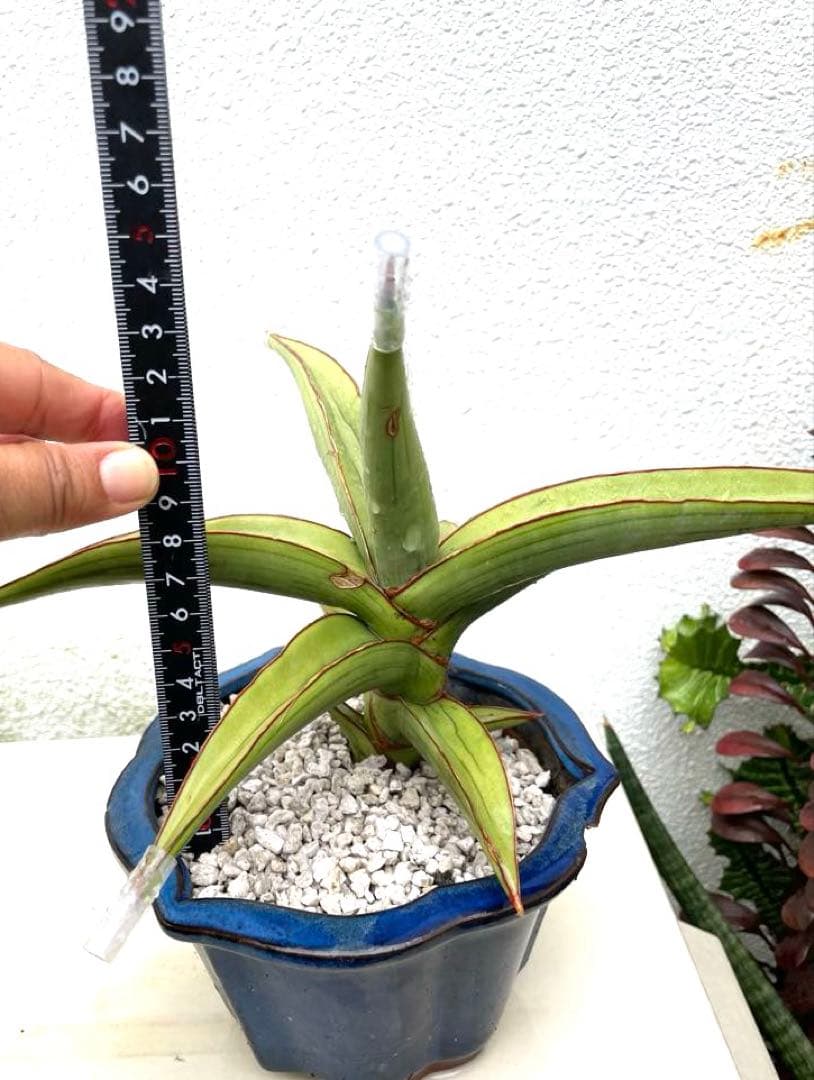 サンスベリア　ラブラノス23251 ハイパー　　イエローワンダー　希少