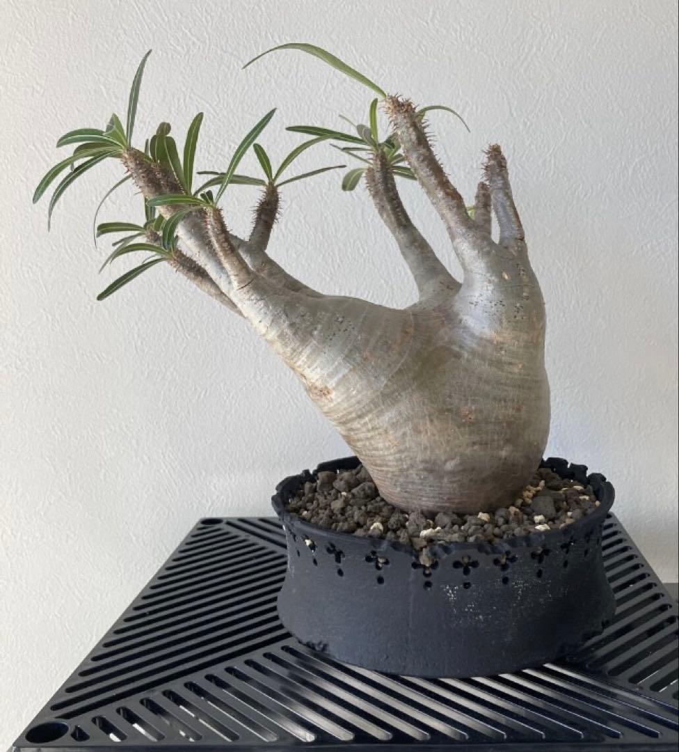 パキポディウム グラキリス 発根済 現地株 塊根植物　D.I.P鉢