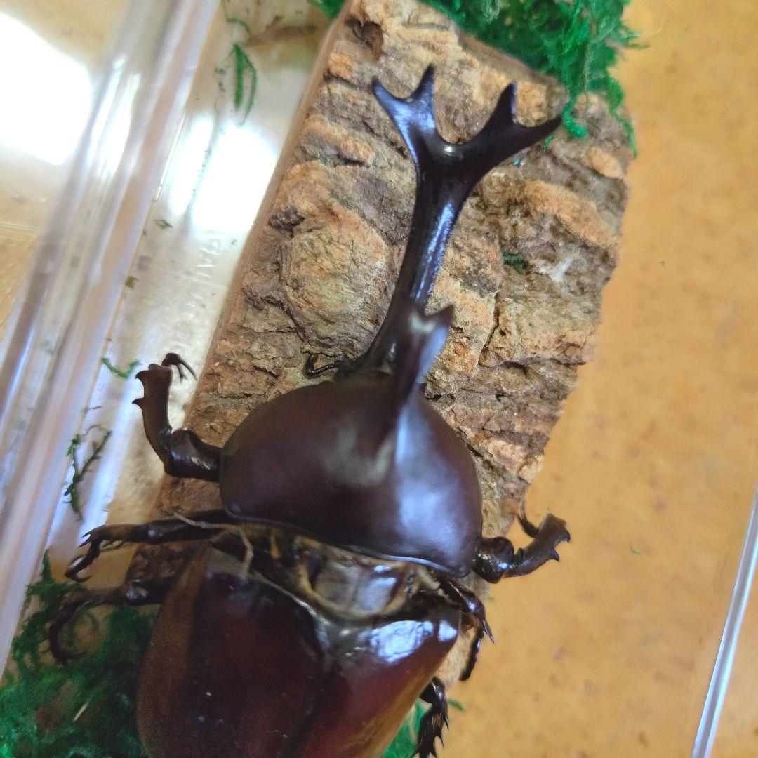 超特大野生宝物カブトムシ標本83mm級頭角幅18.4mm胸角幅5.7mmぐらい