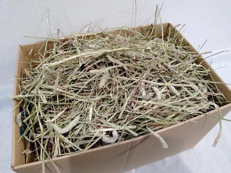 カナダ産 チモシー 60kg スーパープレミアム １番刈り