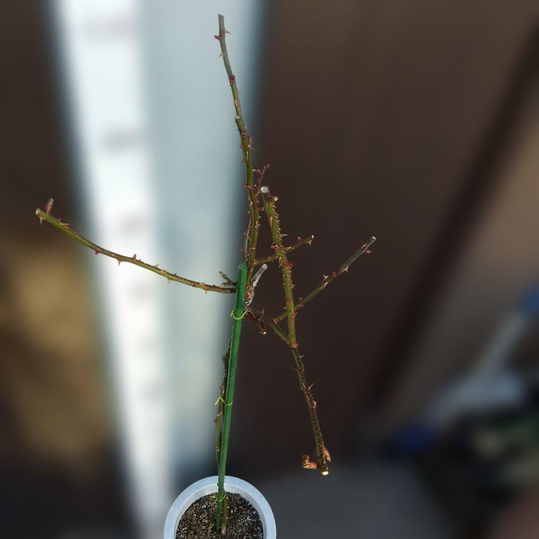 スタンダード仕立てバラ苗（ブルー花、四季咲)