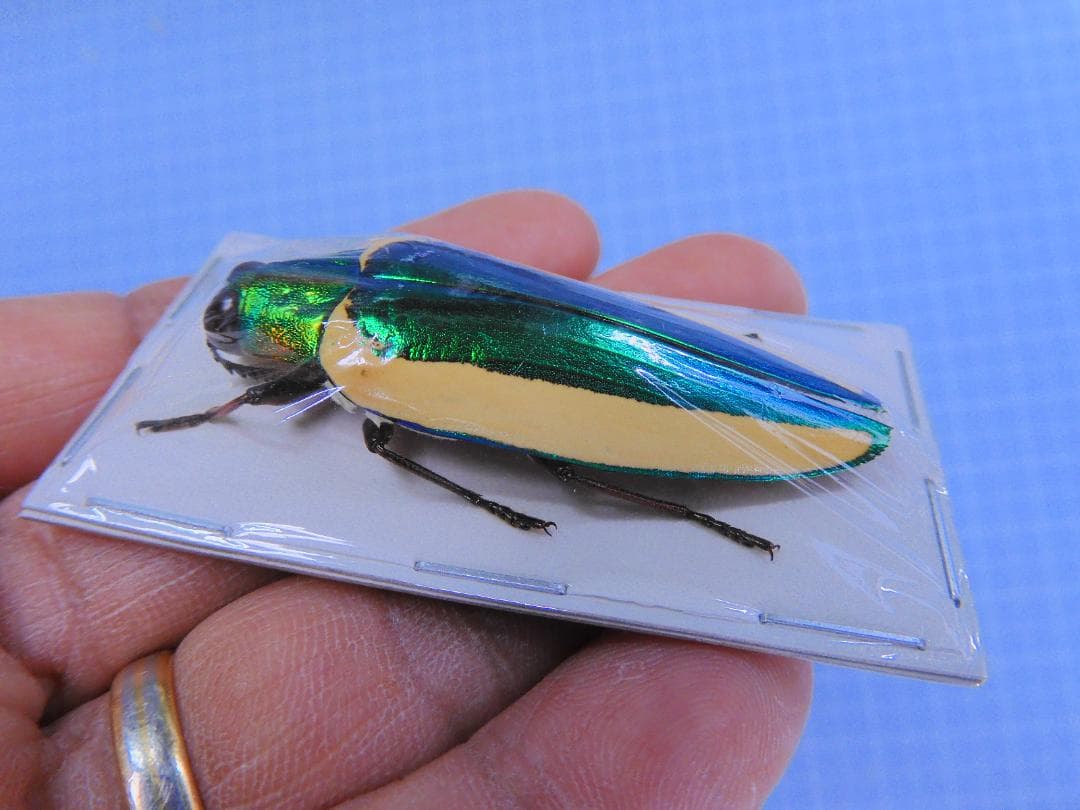 ボルネオ産　美麗タマムシ　46mm