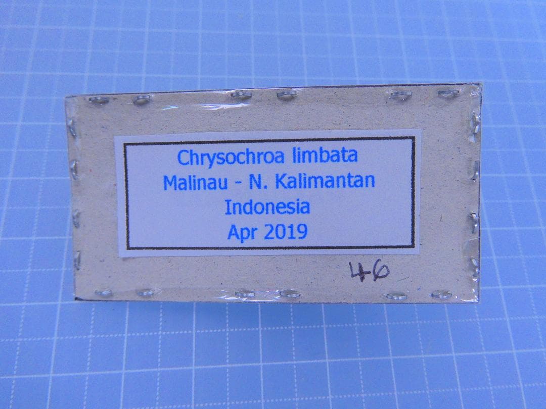 ボルネオ産　美麗タマムシ　46mm