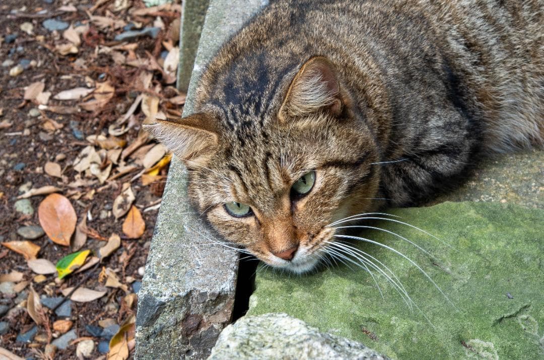 【アル7005】【黒死病対策】【内臓電池交換】PENTAX K-30