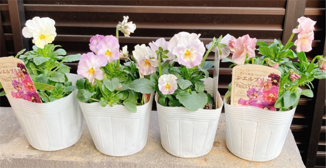ビオラ　シェルブリエ　苗