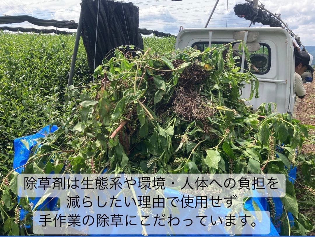 【日本茶×〇〇】眠りに誘う癒しの味わい♪ほうじ茶カモミール 3g×20個