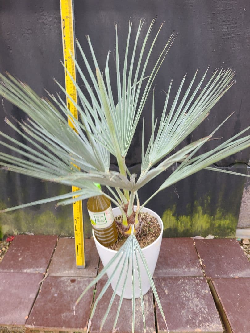 ①希少耐寒性ヤシ ブラヘア アルマータ 7号鉢大株 高さ80cm 5年生