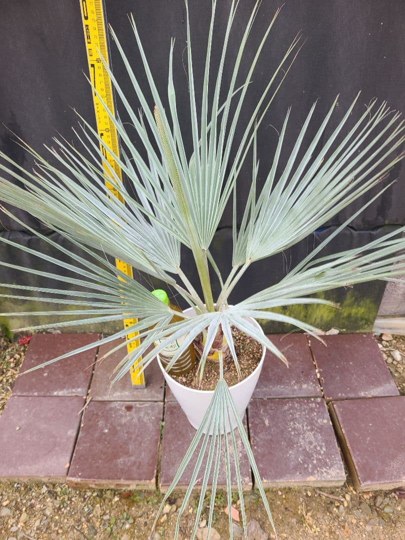 ①希少耐寒性ヤシ ブラヘア アルマータ 7号鉢大株 高さ80cm 5年生