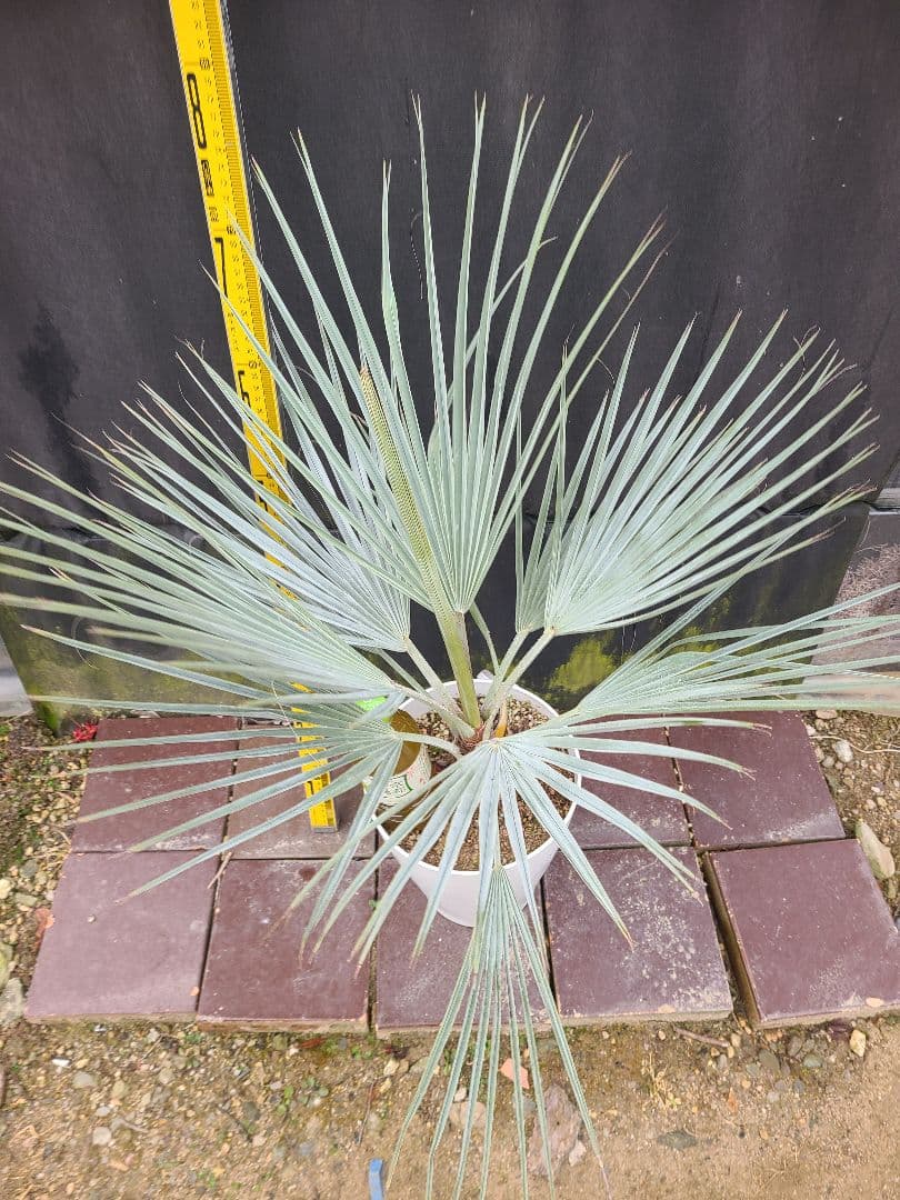 ①希少耐寒性ヤシ ブラヘア アルマータ 7号鉢大株 高さ80cm 5年生