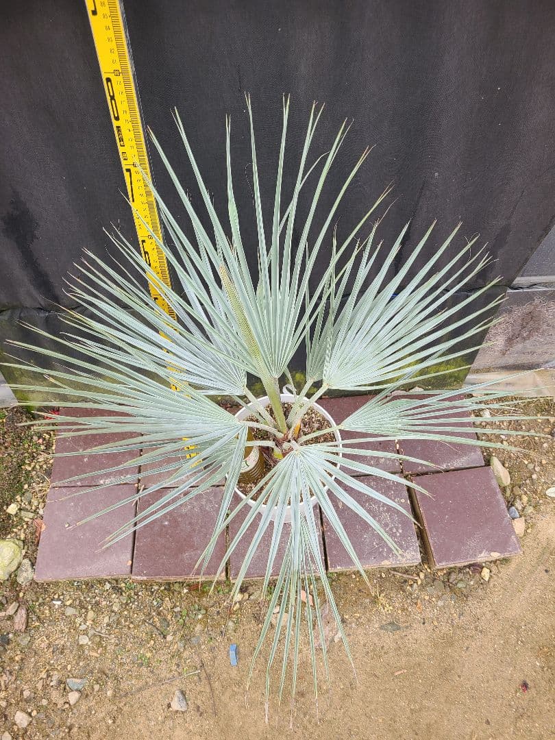 ①希少耐寒性ヤシ ブラヘア アルマータ 7号鉢大株 高さ80cm 5年生