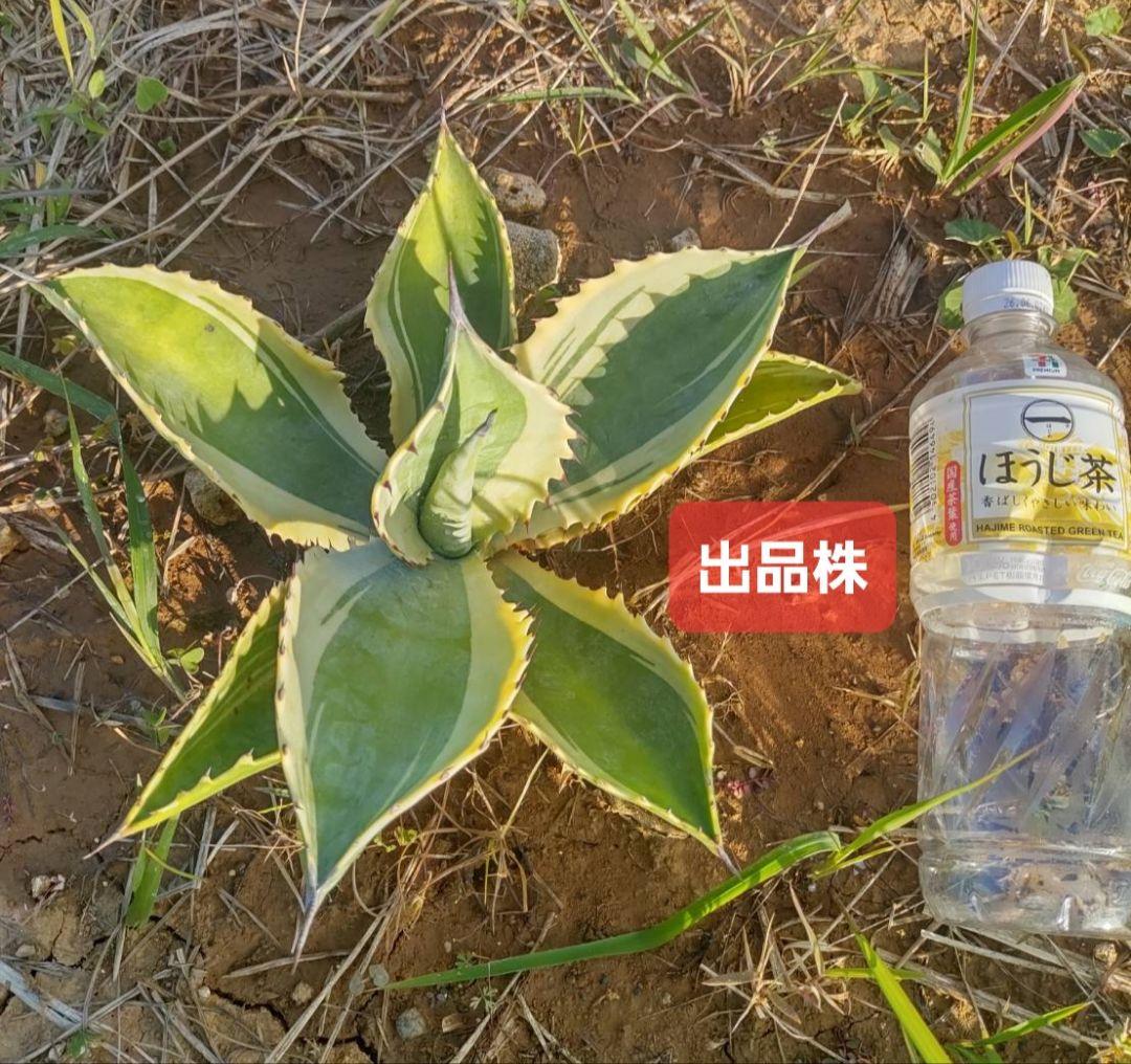 アガベ サルミアナ フェロックス リップルエフェクト