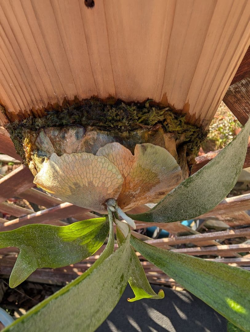 亮二 Platycerium OC 確認用